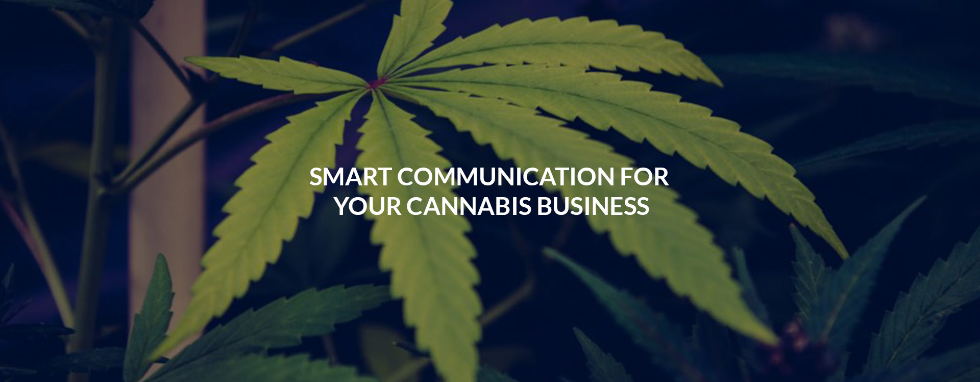 smart_communication_for_cannabis_business