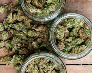 three jars full of cannabis flower