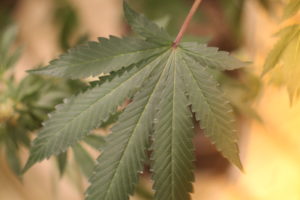 photo of a marijuana leaf illustrating communication for cannabis