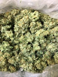 photograph of marijuana flowers grown by a caregiver in Michigan