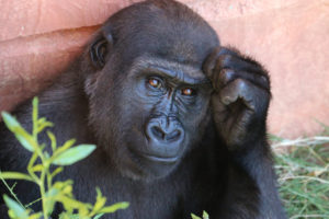 an image of a gorilla