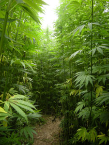 hemp plants, from which cbd is derived