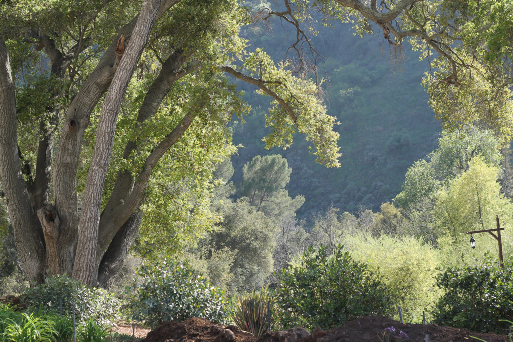 light through the trees in California near the Thomas Aquinas College. California's legal marijuana grows in communities north of this area, which is close to Ojai.