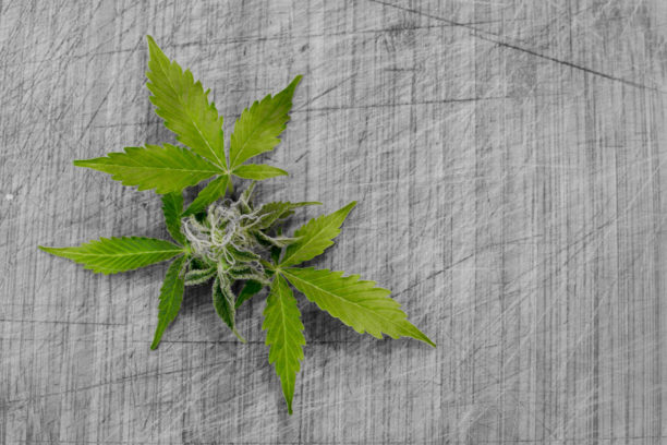 a cannabis leaf used to illustrate cannabis news