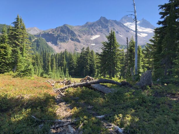 Mountains with a blue sky in the backgorund and green pine trees in front with a hiking path
